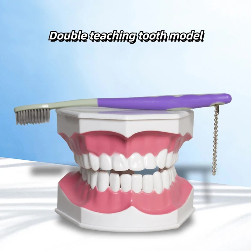 Children's Tooth Brushing 2x Large Teaching Aids For Oral Care Teaching Dental Health Care Model Tooth Brushing Guidance