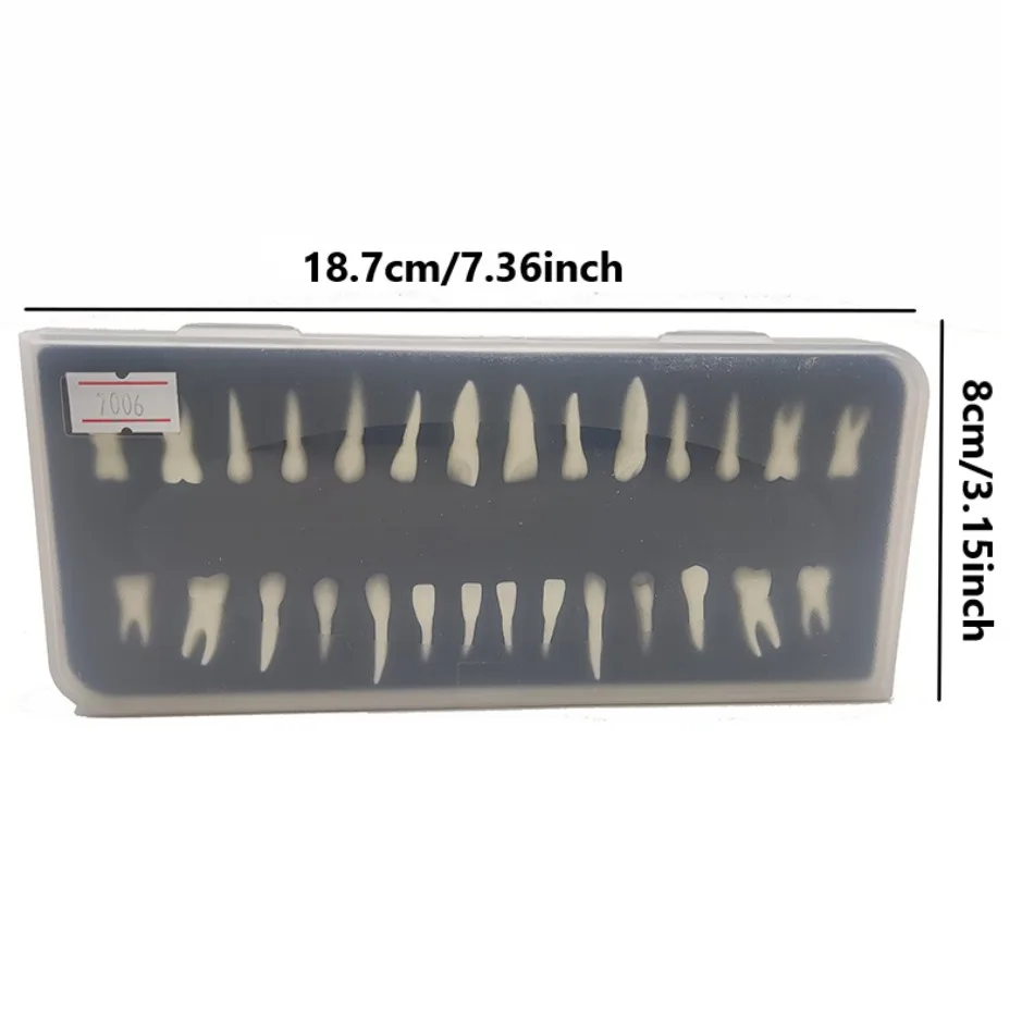 Dental 28 Permanent Tooth Model with Root Simulation Isolated Tooth Model Tooth Model Single Color Anatomical Mold