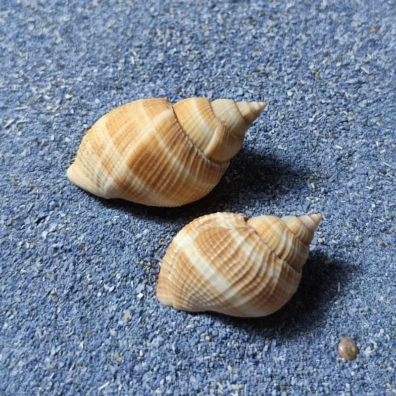 Natural Shell Specimen for Hermit Crab Tower Decor Turbinidae Conch Aquarium Fish Tank Ornament