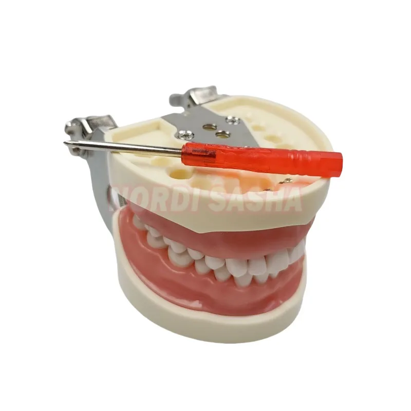 28/32 Typodont Standard Teeth Model Dental Technician Practice Training Jaw Dental Model Teeth Teaching Model With Soft Gum