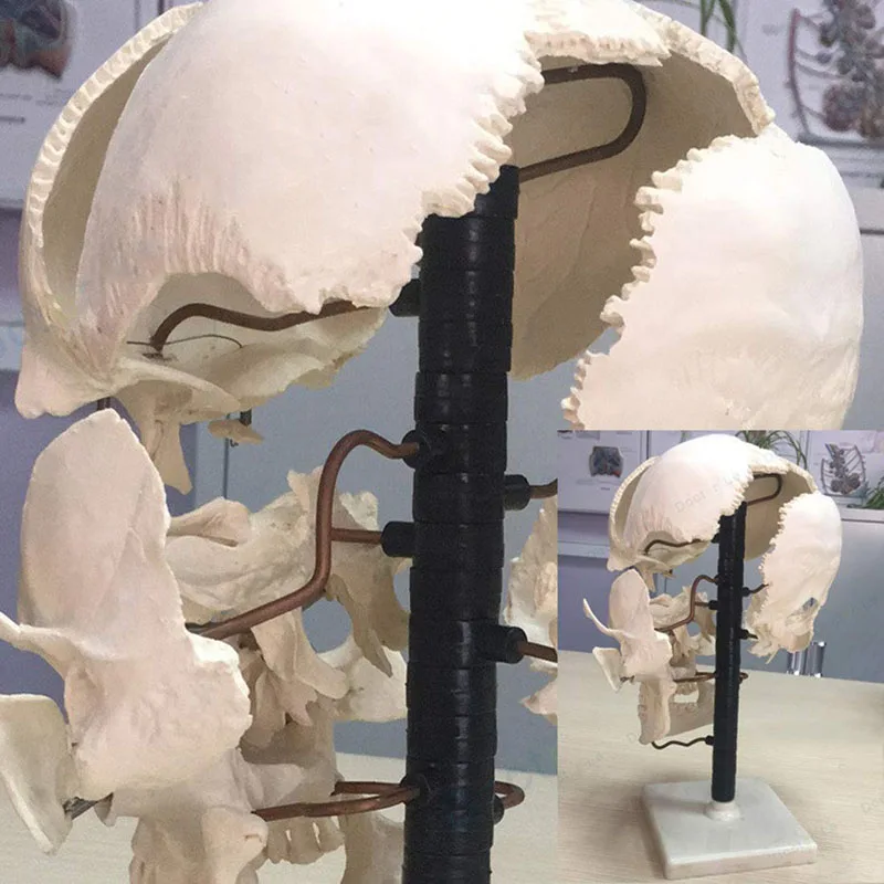 Human skull parts (16 pieces) Human skull model Human skull model Skull separation anatomical medical bone model