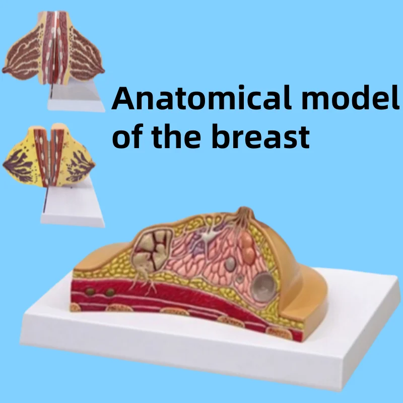 

Female Lactation Quiescent Breast Anatomy Model Gynecological Anatomy Model Medical Human ModelTeaching Tools