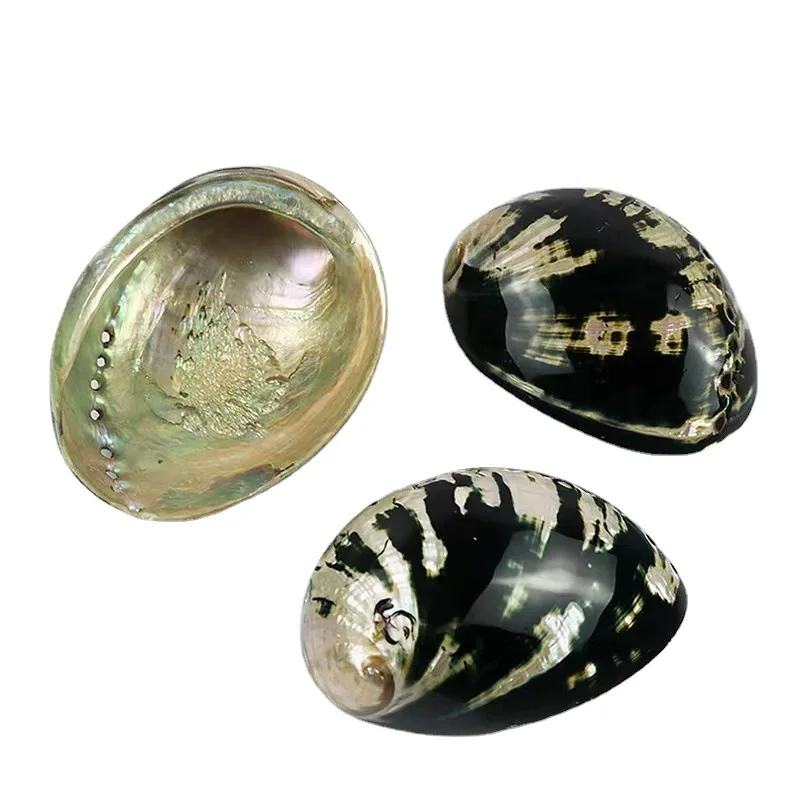 Black Abalone Shells & Sea Snails, Sage Burnt Shells, Aquarium/Aquarium Scenery Decoration