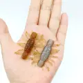 6PCS  WH12 zongbai