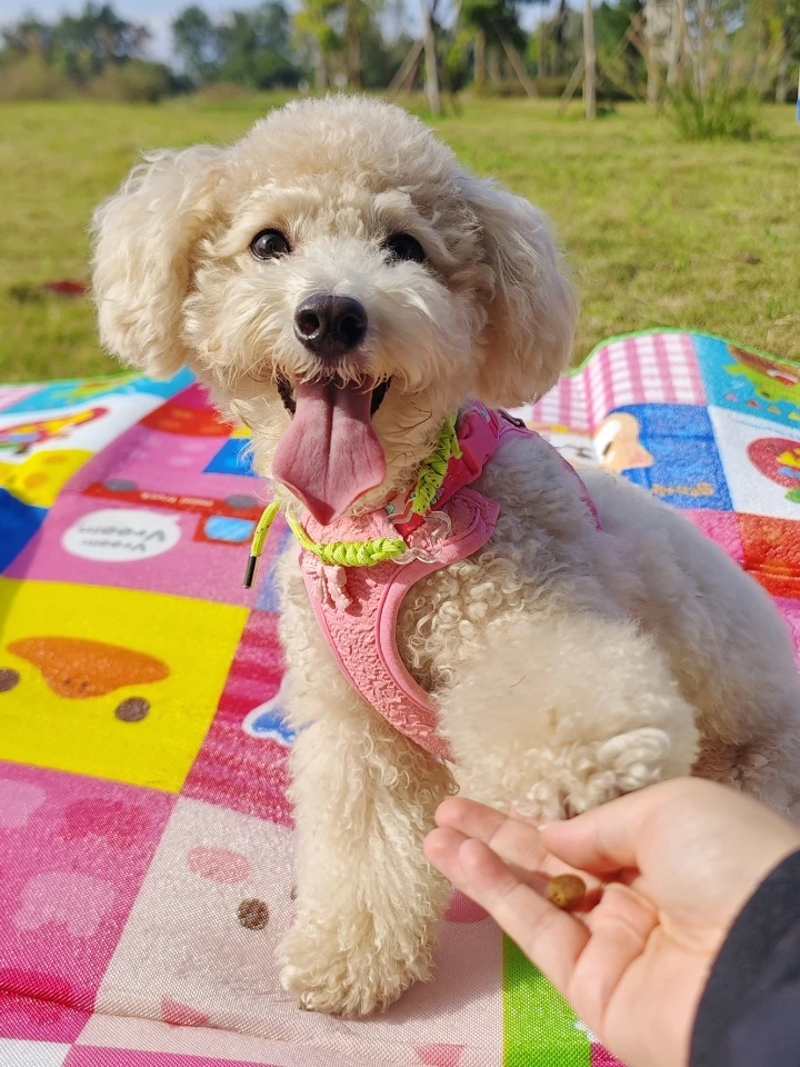 

Электрический багги Tamiya Hotshot II 2024 1/10 с задним крылом из нержавеющей стали LY154 – черное анодирование, улучшенная высокоскоростная стабильность