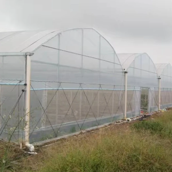 

Customized greenhouseHigh-Quality Agricultural Film Greenhouse | Multi-Span PE/Polyethylene Greenhouse for Vegetable, Flower, Hy