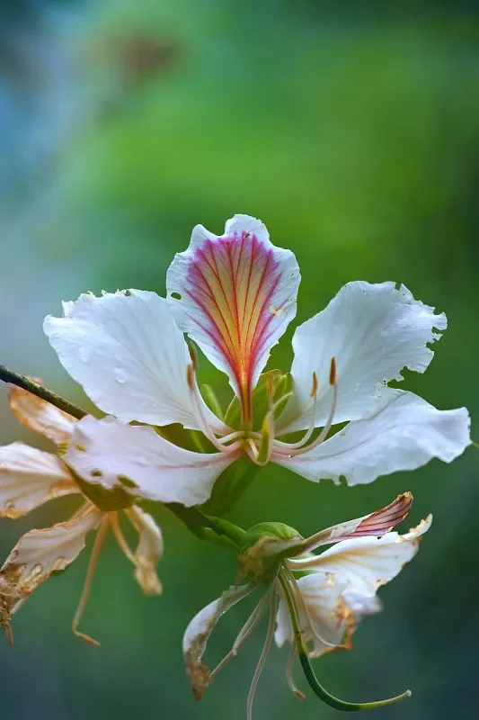 Toolkitrc CN3 20W A…