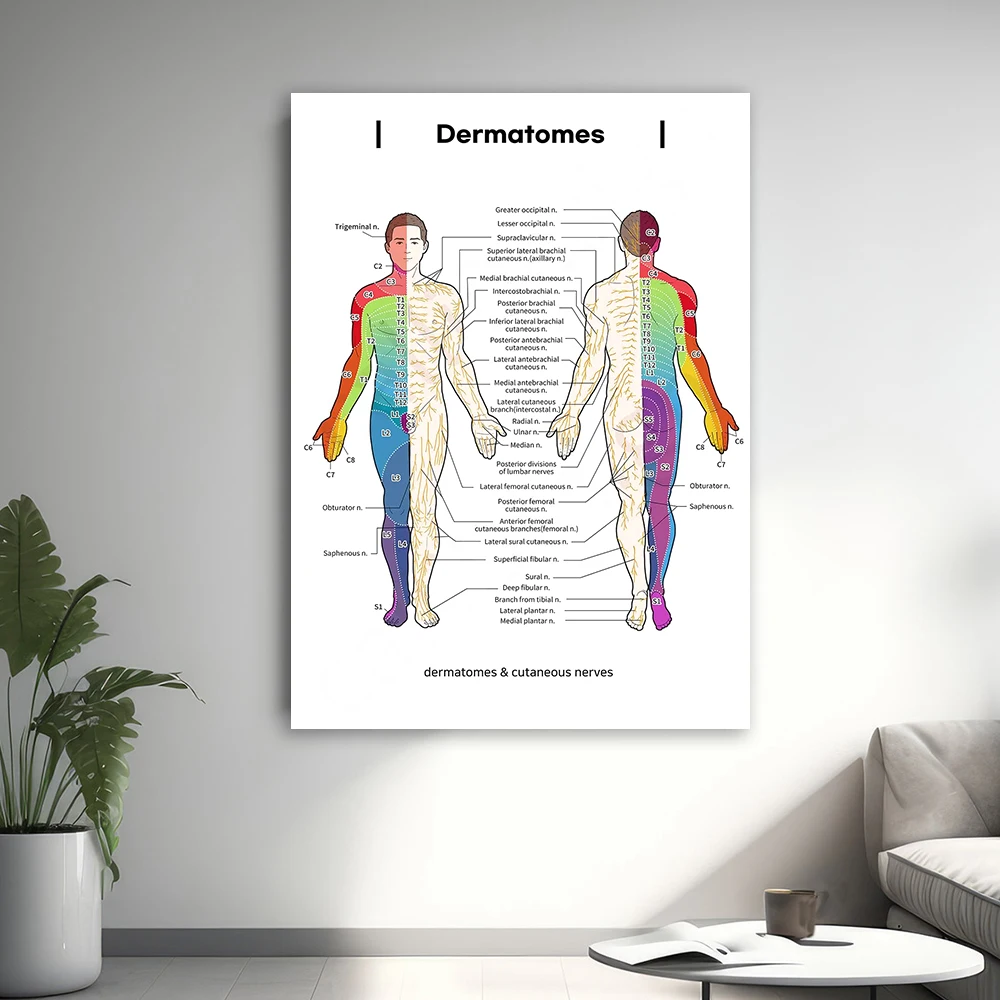 Dermatomes & Cutaneous Nerves Chart Print Anatomy Poster for Medical Study and Teaching Art Wall Decoration Home Poster