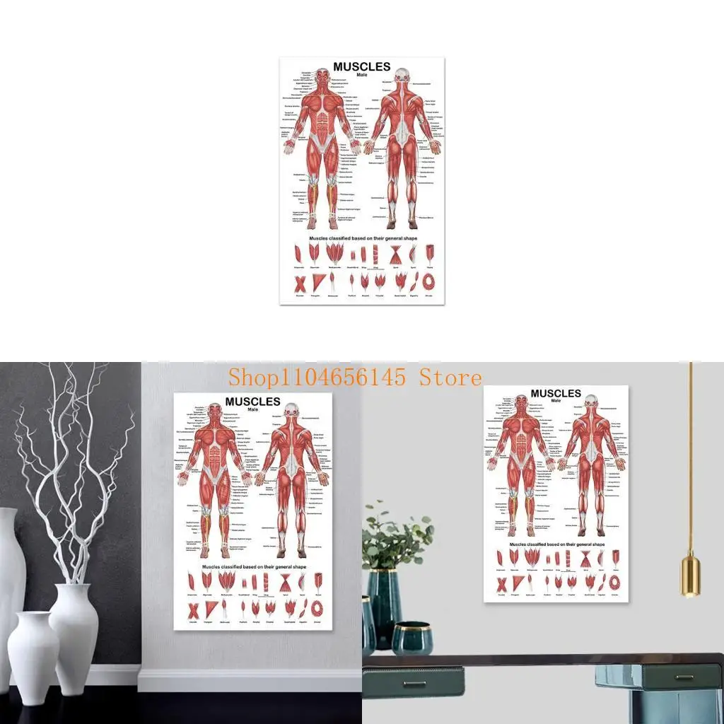 

Профессиональная мышечная система человека, анатомическая диаграмма, анатомический плакат для анатомии мышц человека для образовательной лекции, 19,69 x 27,56 дюйма