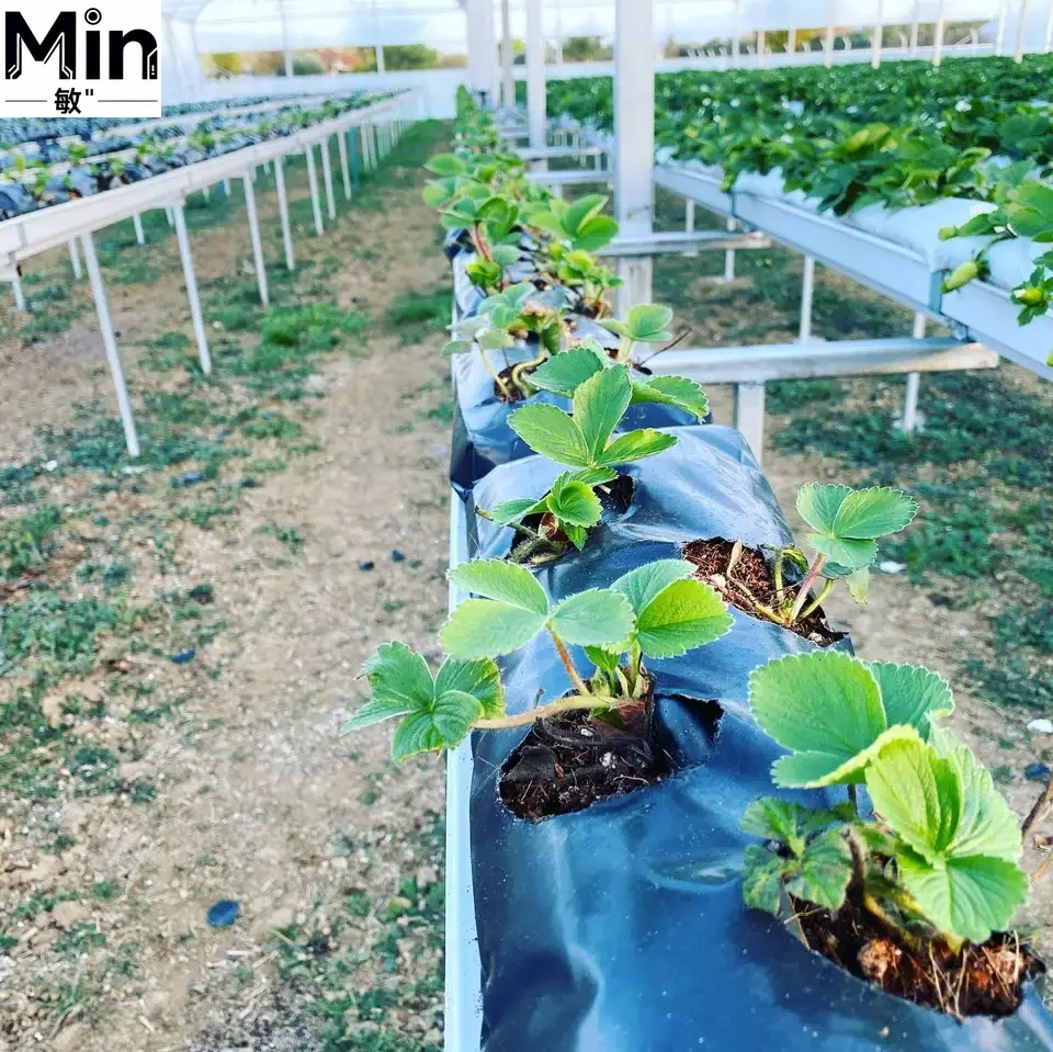 Commercial Hydroponic Strawberry Gutter Growing System PVC Planting Trough with Greenhouse Grow Bags for Strawberries Tomatoes
