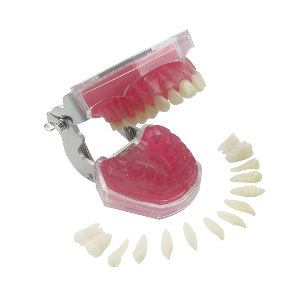 Standard Teeth Teaching Model Detachable 28 Tooth Extraction Model For Dental Student Practice Demonstration Module