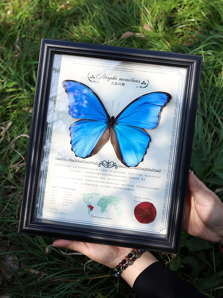 

Blue Morpho Specimen Frame Finished Product Wings Spread Rare Blue Birthday Gift for Her Valentine's Day Decoration