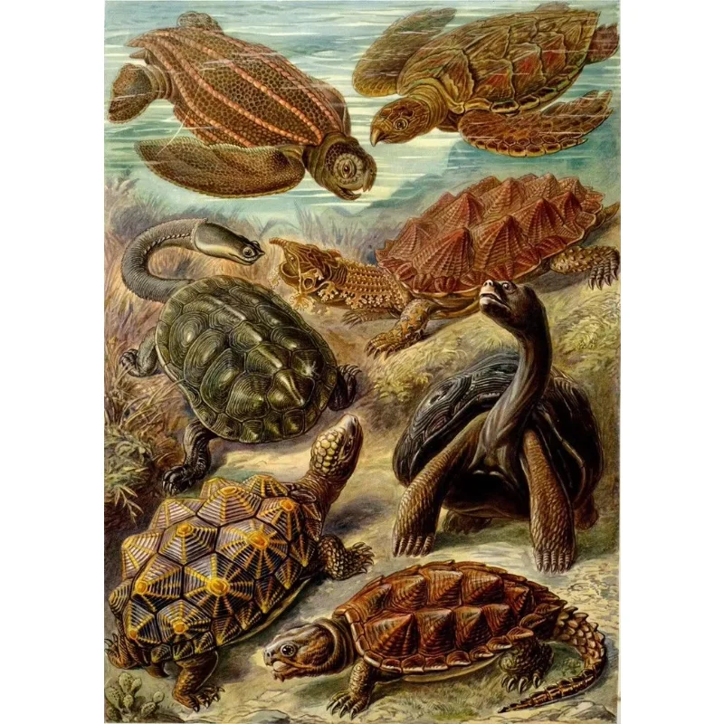 Home Decor Ernst heackel Plankton Sea Biology-Silk Art Poster Wall Sicker Decoration Gift