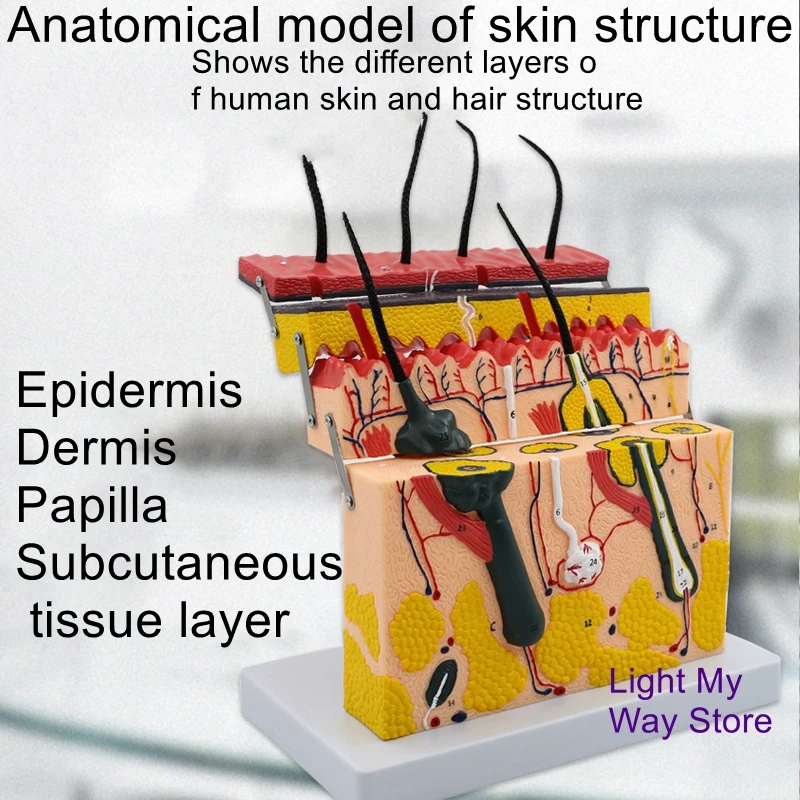 Medical cosmetic plastic three-dimensional skin model 35-70 times human skin tissue structure magnification anatomical model