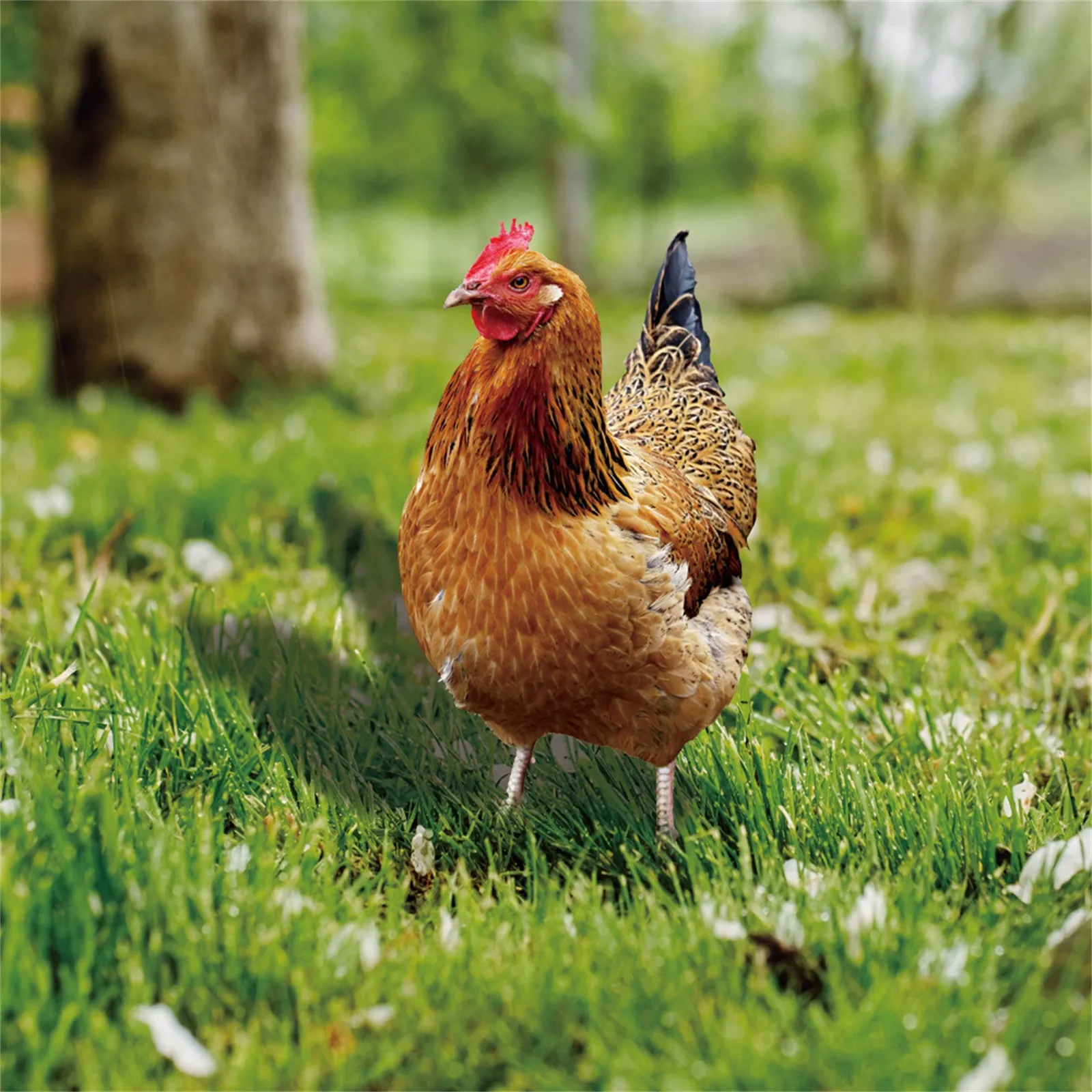 

Realistic Chicken Statues Acrylic Rooster Animals Stakes Animals Sculptures Decor Chicken Ornaments Yard Art Decor For Backyard