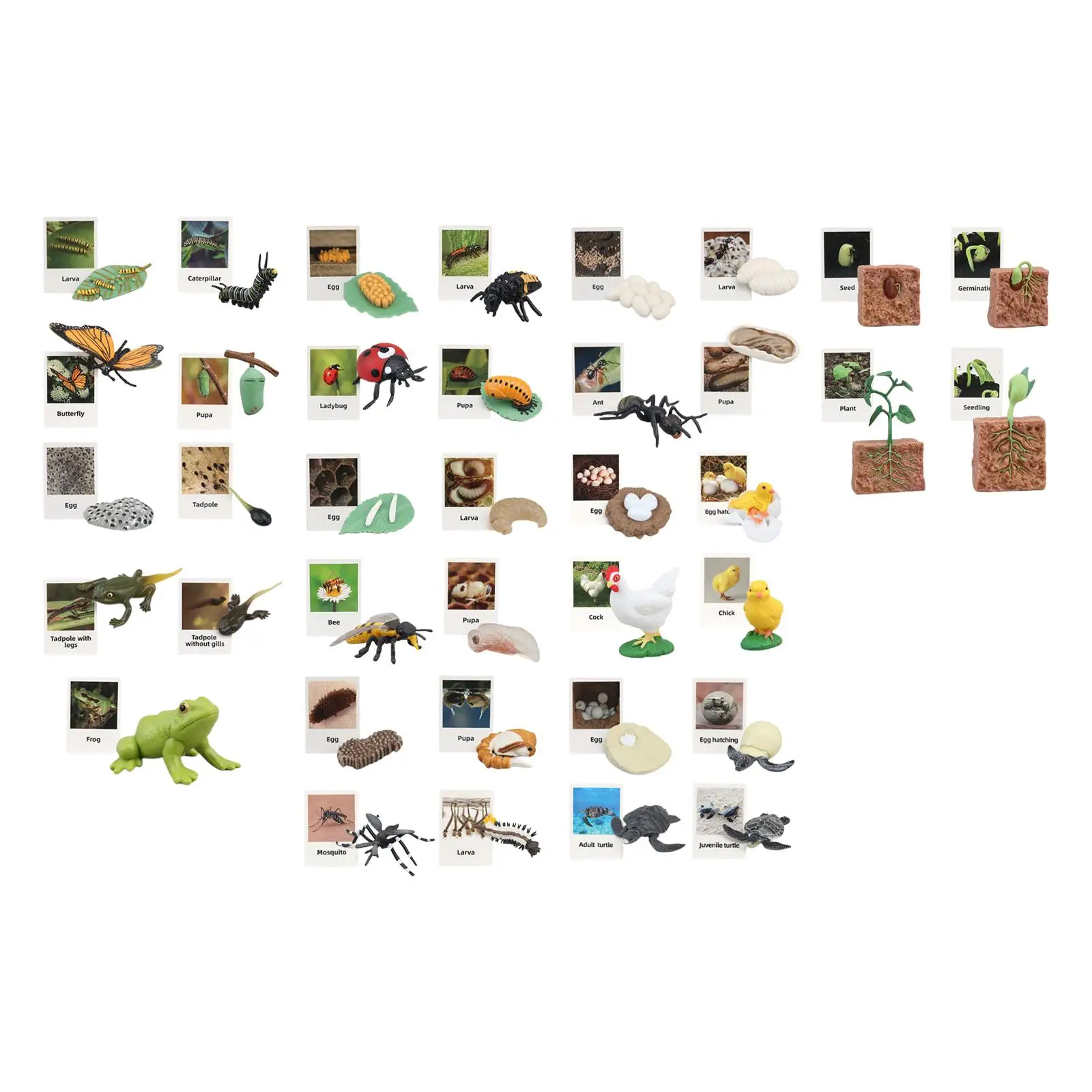 life Cycle Toy Realistic Growth Stage Model for Party Favors