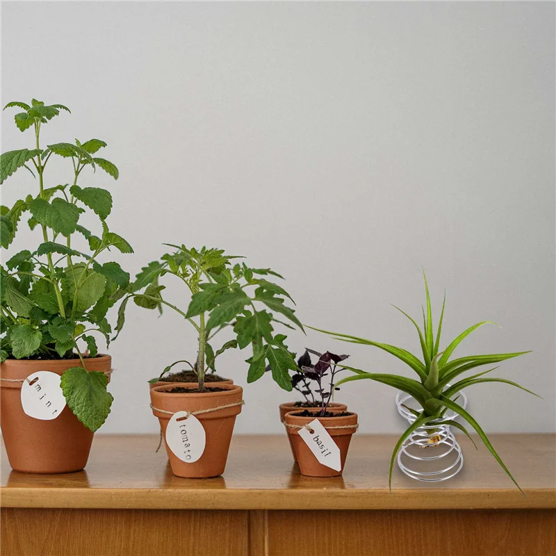 A93Z 6 قطع حامل نبات الهواء حاوية الهواء Tillandsia حامل نبات الفولاذ المقاوم للصدأ رفوف العرض قاعدة الأناناس الهواء