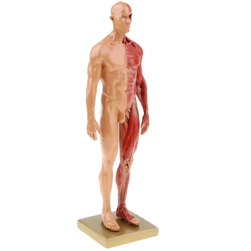 30cm Resin Human Body Muscle Statue Sculpture Human Anatomical Anatomy skeleton Medical Artist Drawing tools Supplies