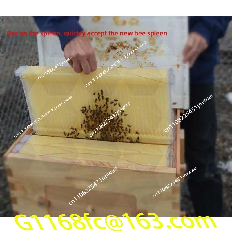 The Bee Is A Bee Hive with Plastic Artesian Honeycomb Frame