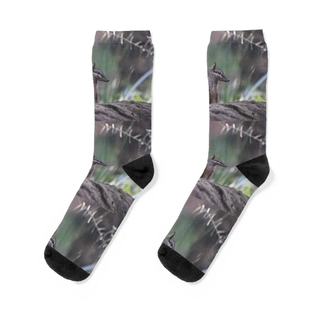 

Cheeky Numbat Socks Rugby heated christmas stocking golf Socks Male Women's