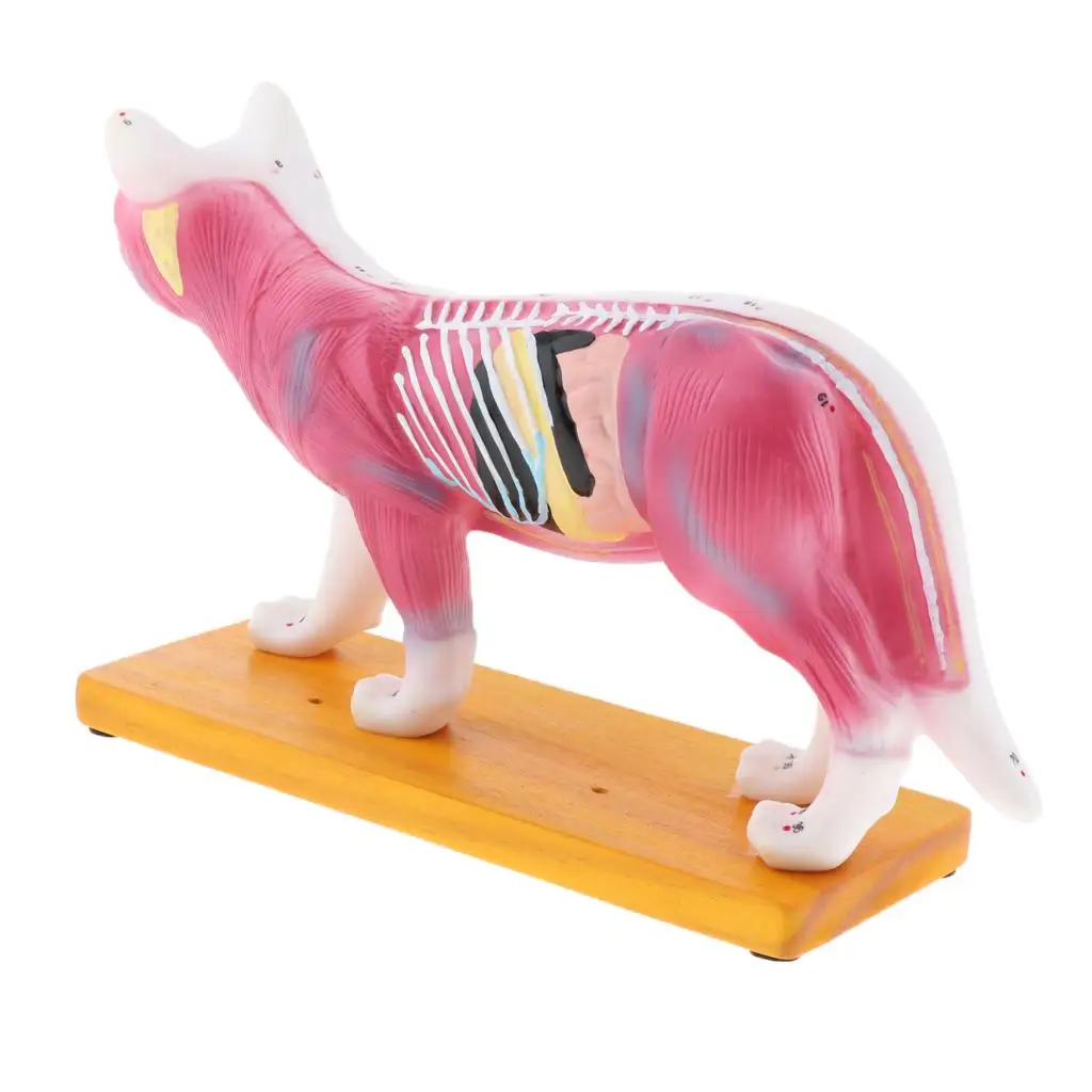 Cat Anatomy Model, 36 Acupuncture Points Lifesize Animal Model, Lab Demonstration Models