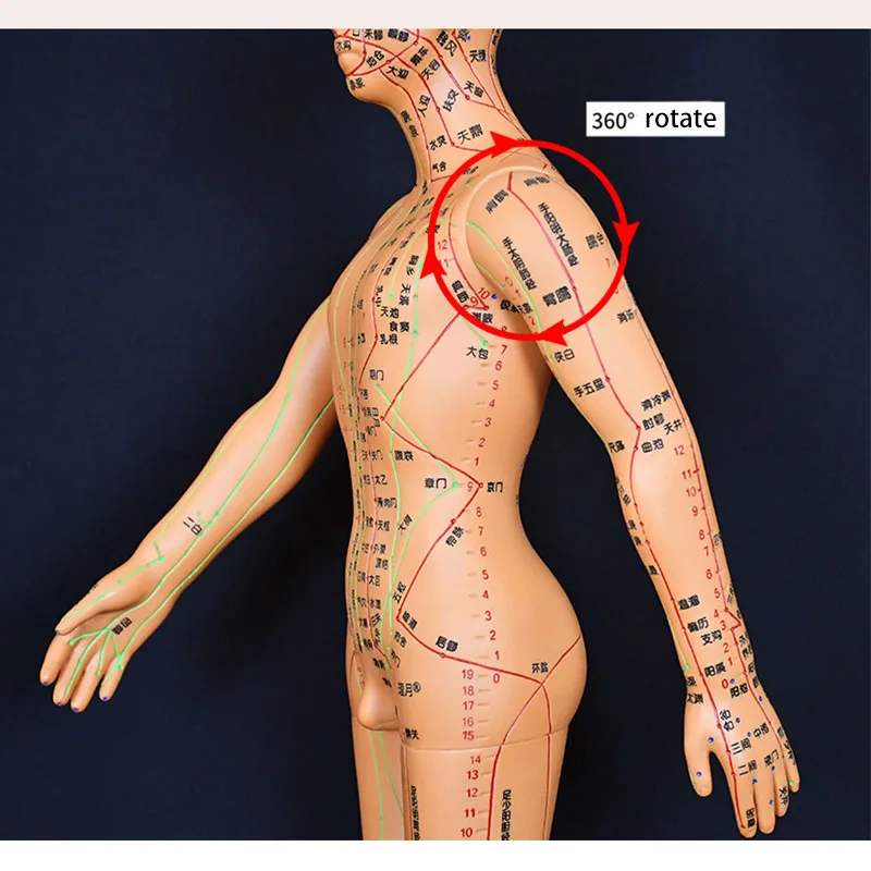 Human Body Acupuncture Model Female/Male Meridians Model Chart Book Chinese Medicine 52cm