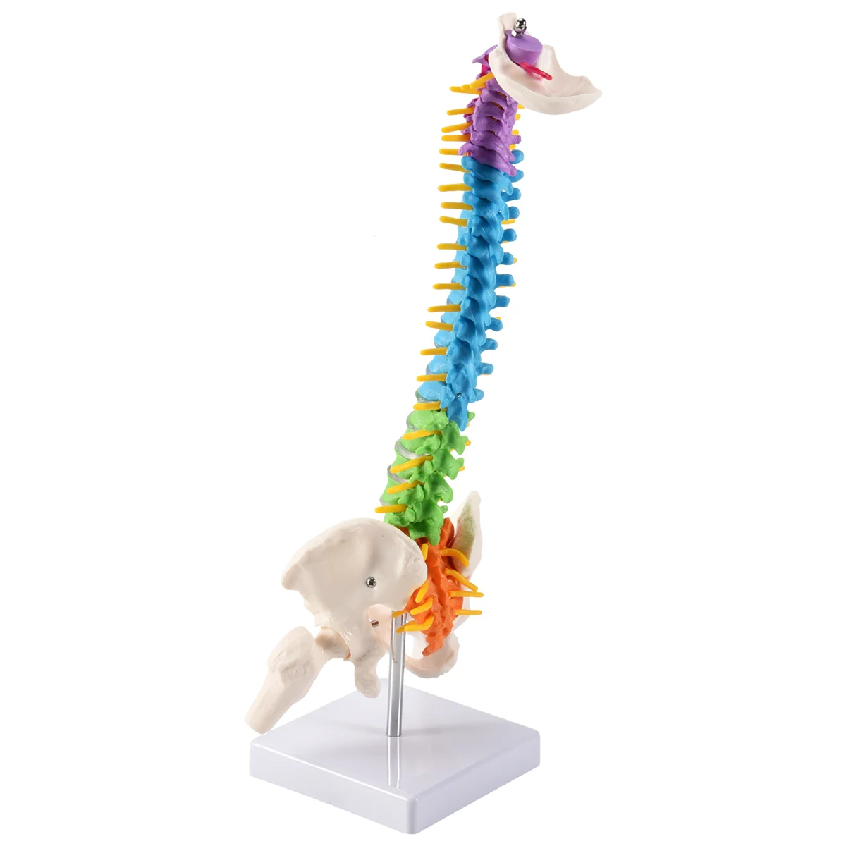 45Cm with Pelvic Human Anatomical Anatomy Spine Spinal Column Model Teaching Resources for Students