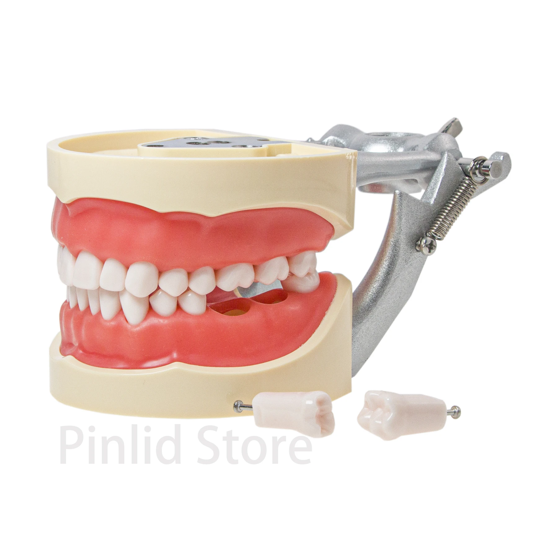 Dental Typodont Model With Removable Screw-in Teeth Kilgore NISSIN 200 Type 8012 32 Teeth