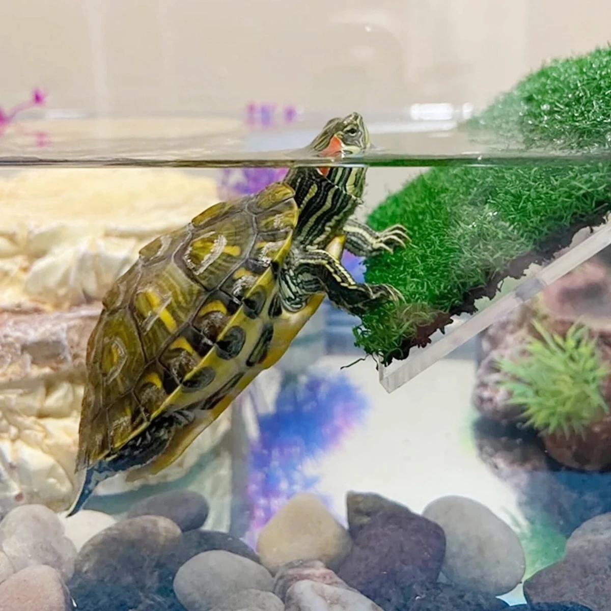S/M/L Boyut Akvaryum Aksesuarl - Marine Aquarium Aquascape incelemesi ve fiyatı