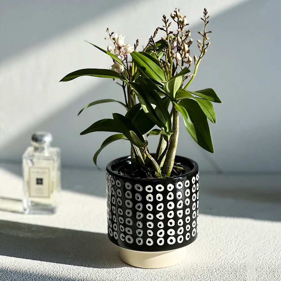 

Phalaenopsis fleshy flowerpot ceramic black and white cartoon creative Nordic green home pots