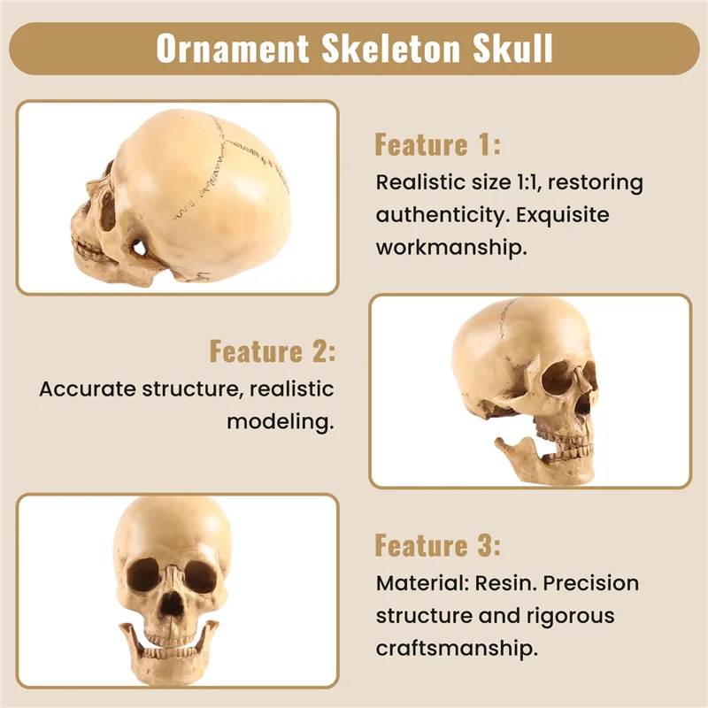 ABYN-Model 1: 1 Resin Human Skull Anatomical Teaching Decoration Yellow