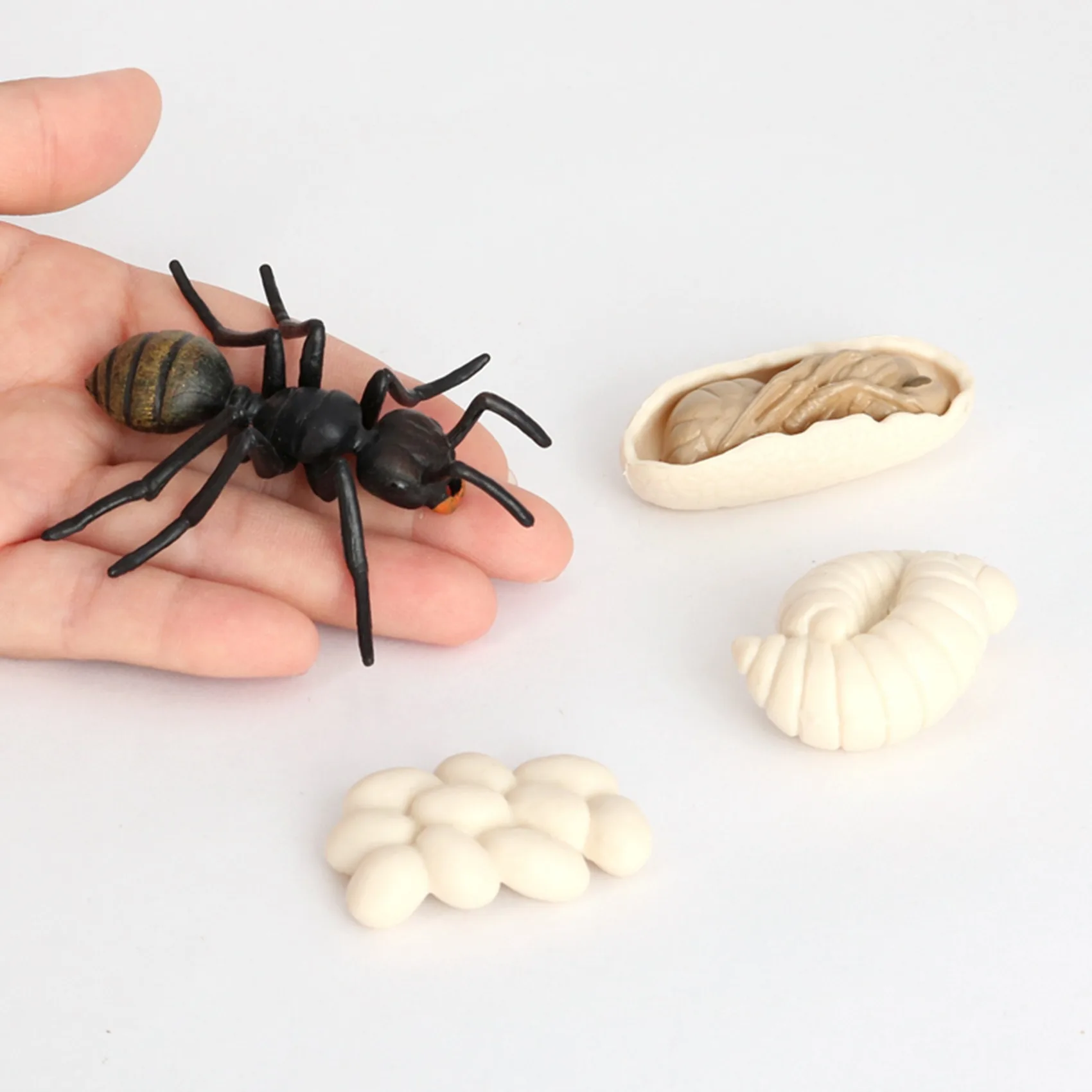 Simulation Ants Animal Life Cycle Insect Growth Cycle Model Life Action Figures Educational Kids Toys Black Ants