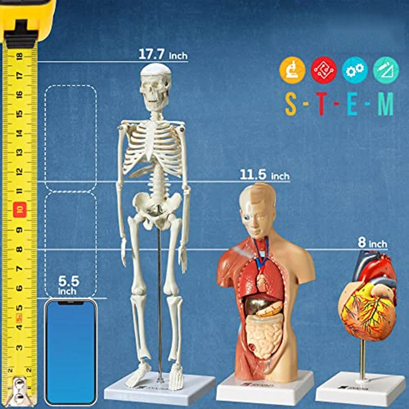 Human Heart, Torso And Skeleton Model For Anatomy And Physiology Students Hands-On 3D Model Learning Tool PVC 3 PCS