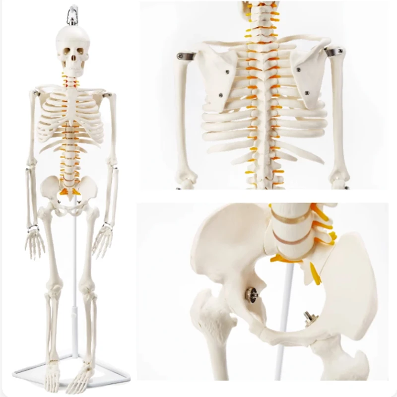 Modelo de Esqueleto Humano Tipo Suspenso com Anatomia Anatômica do Nervo Espinhal, Medical Science Supplies, 85cm