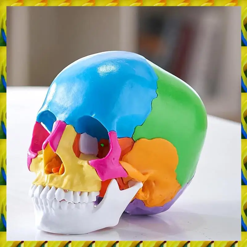 WFF Human Skull Model, Life-Size Painted Anatomy Skull Model, PVC Anatomical Skull