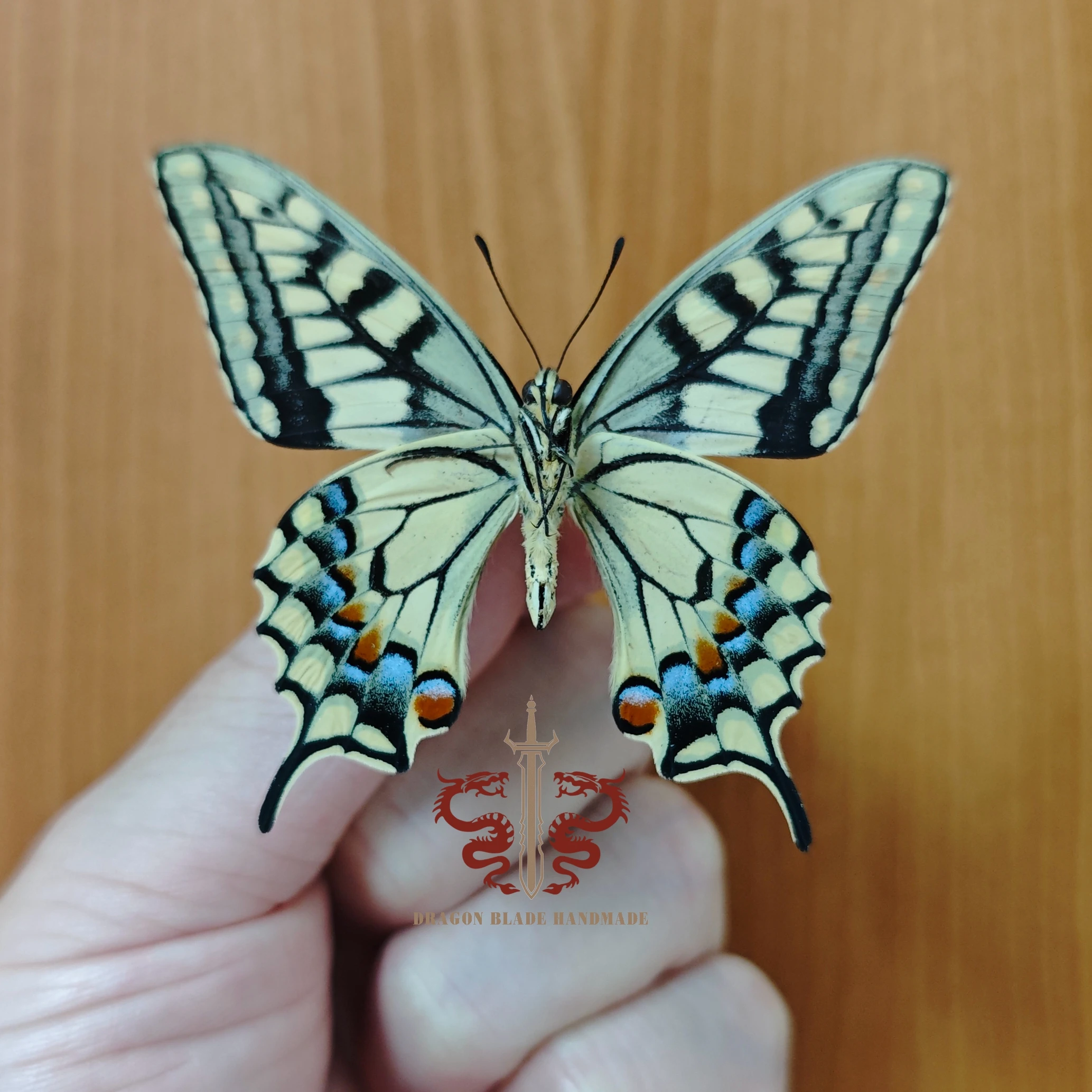 Butterfly ornament Papilio machaon, 1pc wings spread A1/A- high quality, Decorative Display Collection Gifts