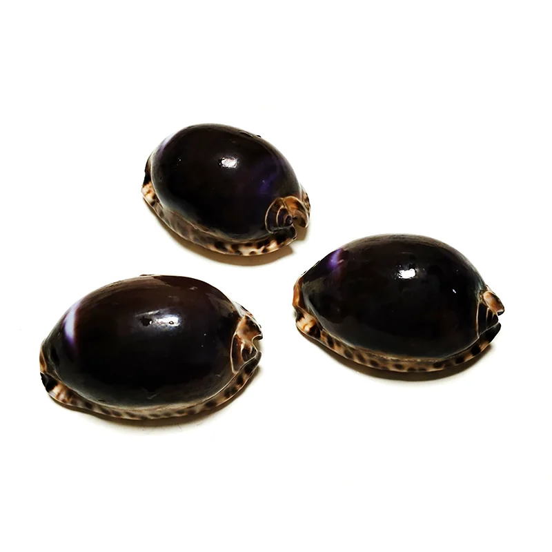 2 PC Mauritia Arabica Shells Purple Cowrie Seashell For DIY Crafts Snail Jewelry Gift Beach Wedding Decor 3CM-4CM