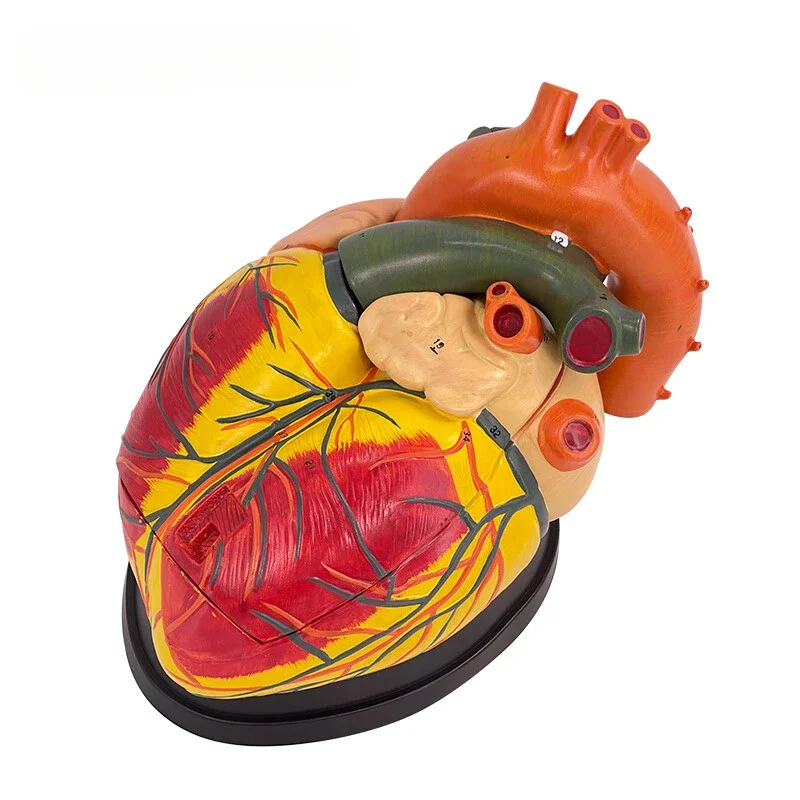 

High-end Medical Magnification Human Heart Anatomy Model, Teaching B-ultrasound Color Doppler Echocardiography