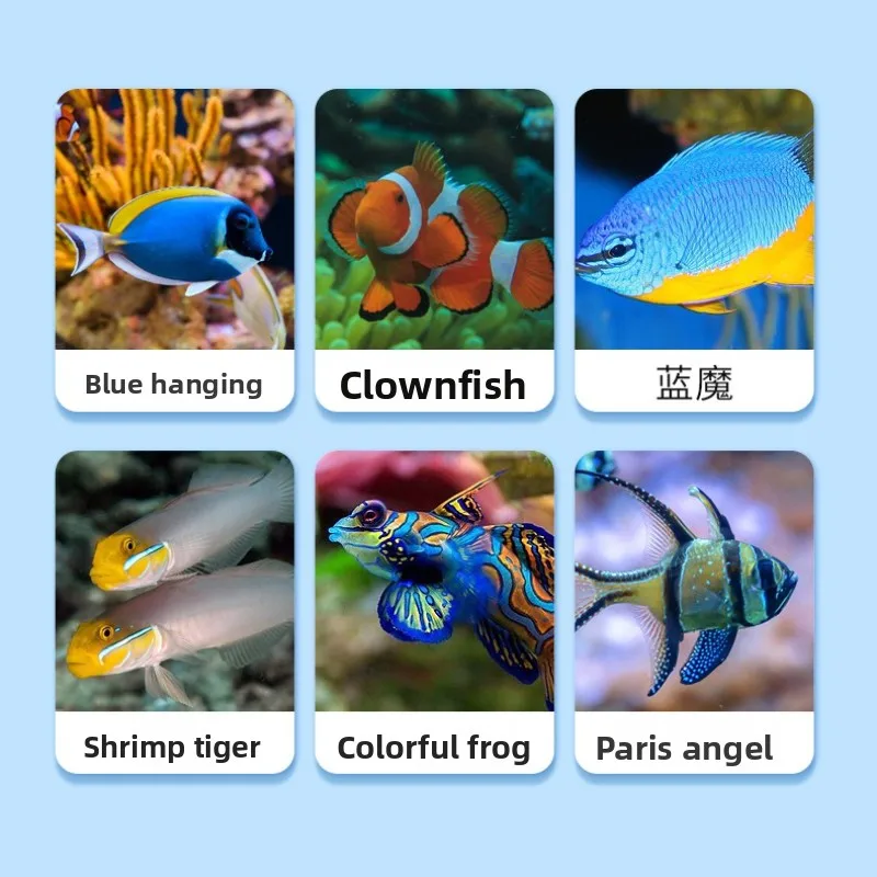 Maytra Tropical Fish Food - Small Sinking Pellets with Garlic & Spirulina for Clownfish,Guppies,Tetras - Color Enhancing Formula view 6