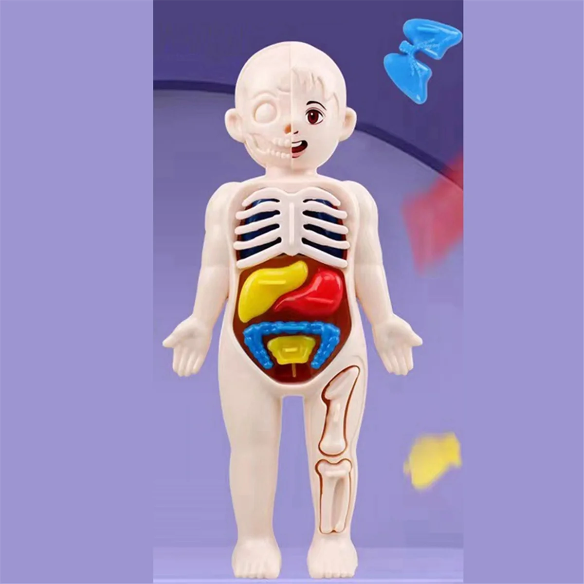 X55A-Children تعليم العلوم جسم الإنسان نموذج تشريح الجهاز لتقوم بها بنفسك تجميعها اللعب التدريس #3