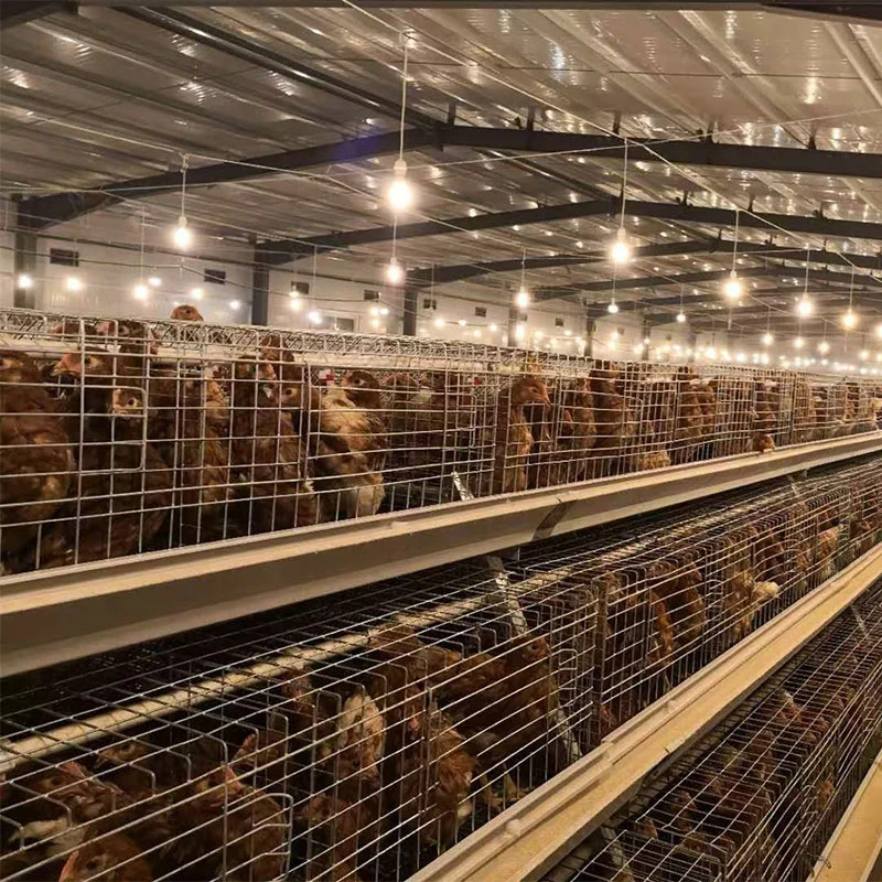 A Type Layer Chicken Cage with Egg Collection Trough Galvanized Battery Cage Poultry Equipment for Egg Laying Hens