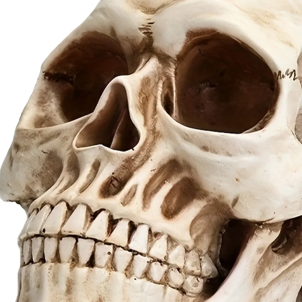 Halloween Skull Head Model Resin Horror Skull Statue Life Size for Party Desk Decor