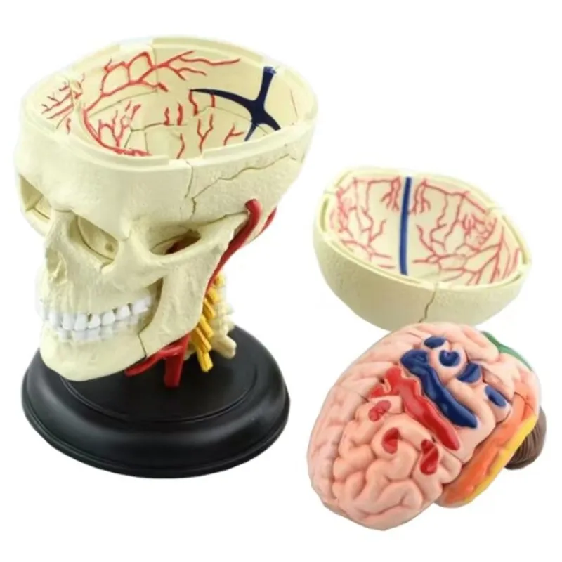 4d  Skull Human Anatomical  Anatomy Model Replica  Skull Bone Brain  Body Organs Model Medical Supplies and Equipment