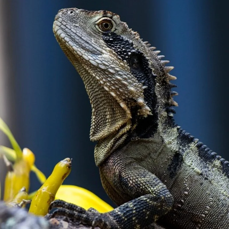 

SY1203 RC автомобиль POLO Shell в сборе оригинальные аксессуары 4WD тянущие аксессуары для пульта дистанционного управления DIY ЧАСТИ