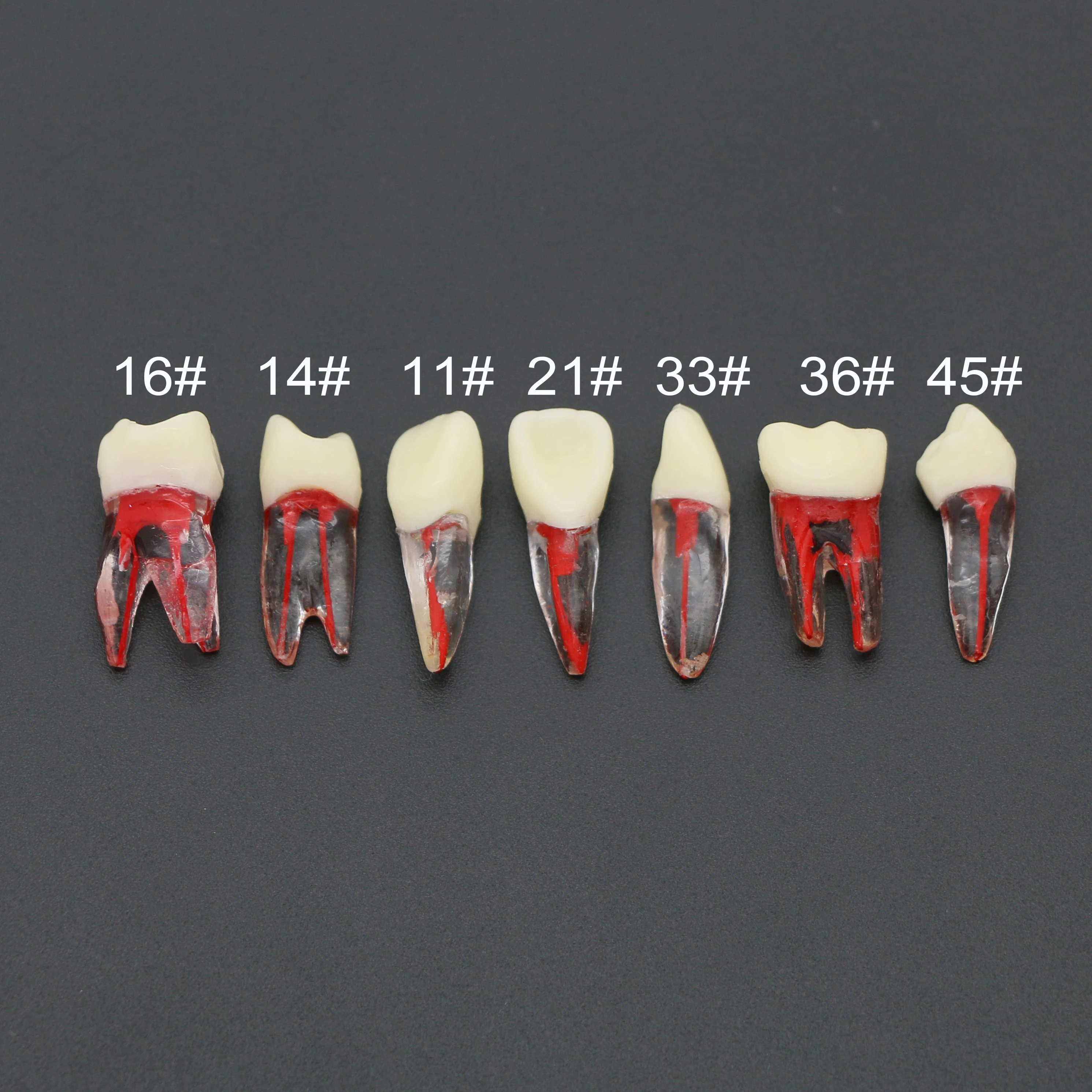 Dental Endodontic RCT Root Canal Practice Model Pulp Files Practise Resin Teeth Endo Blocks Study Dentistry Teaching M8007