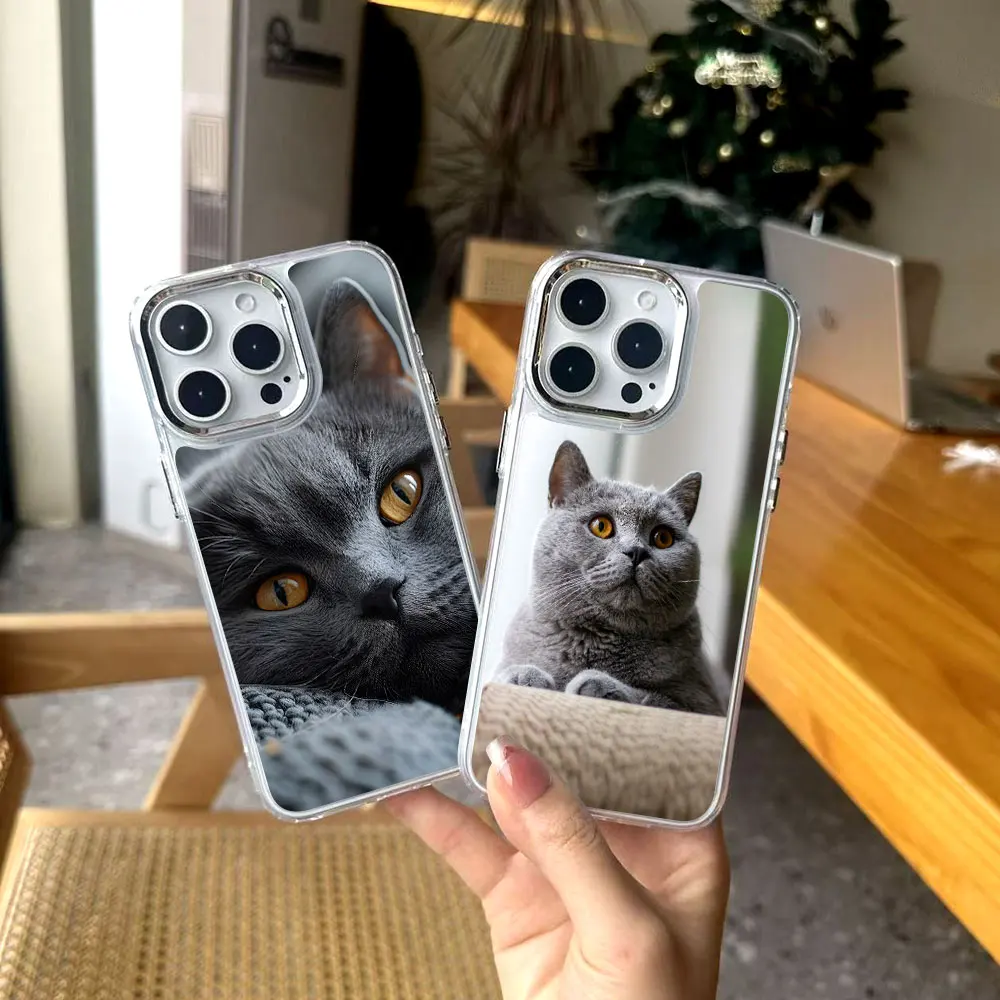 Cute British Shorth…