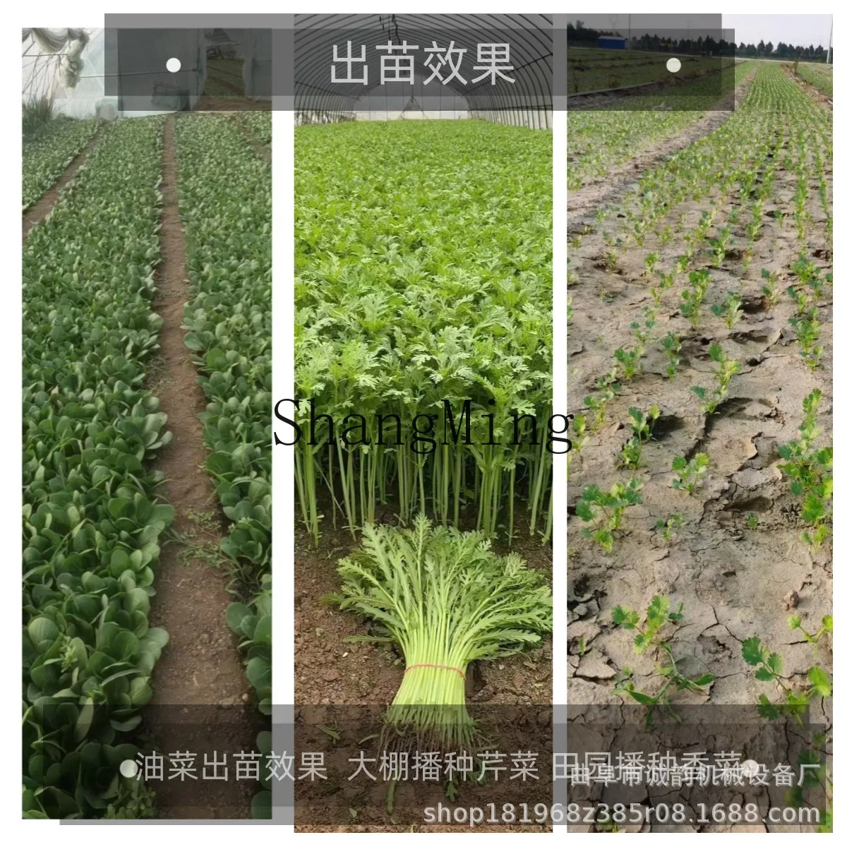 CL زارع الخضروات الزراعية ثلاثة صفوف أربعة صفوف خمسة صفوف الجزرة الملفوف الاغتصاب اليد دفع البذارة