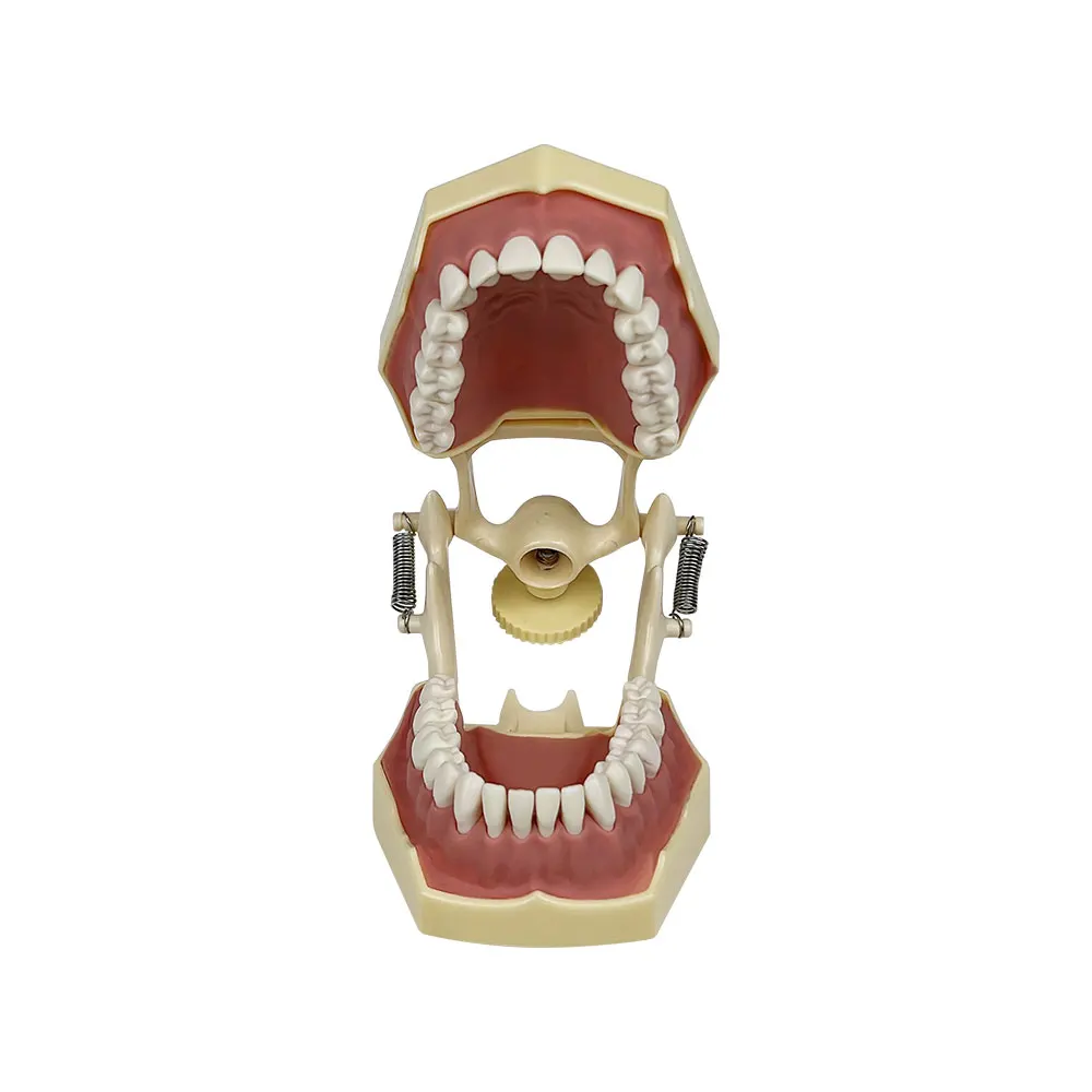 Standard Teeth Model Dental Practice Model for Dental Teaching Studying Doctor-patient Communication Tools