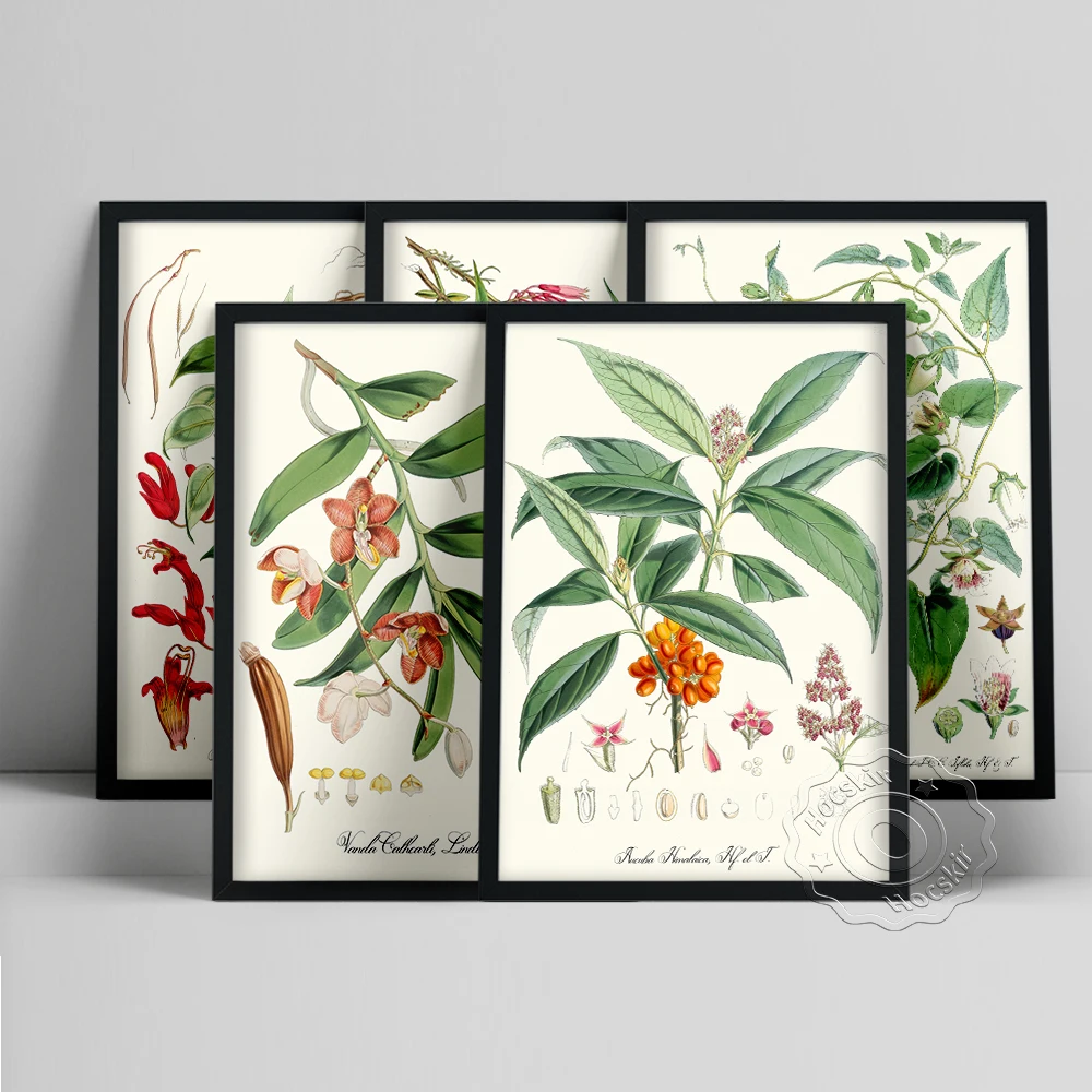 Walter Hood Fitch принт художественный постер ботаническая наука иллюстрация холст живопись цветок настенные наклейки Декор