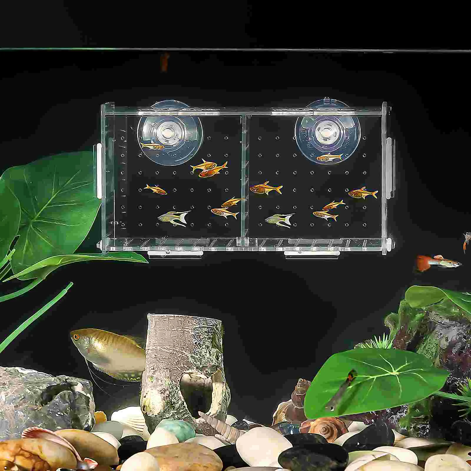 Aquarium Breeding Box Tank Isolation Hatchery Hanging Incubator for Shrimp Clownfish ( with Suction Cups )